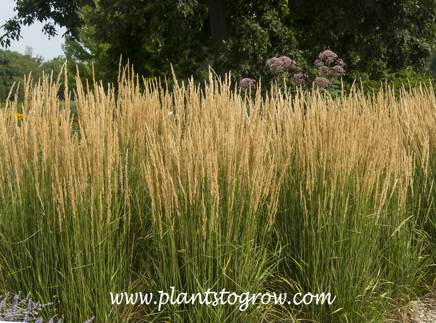 Karl Forester Feather Reed Grass (Calamagrostis ) 
(mid August)